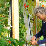 Femme âgée qui jardine dans sa serre