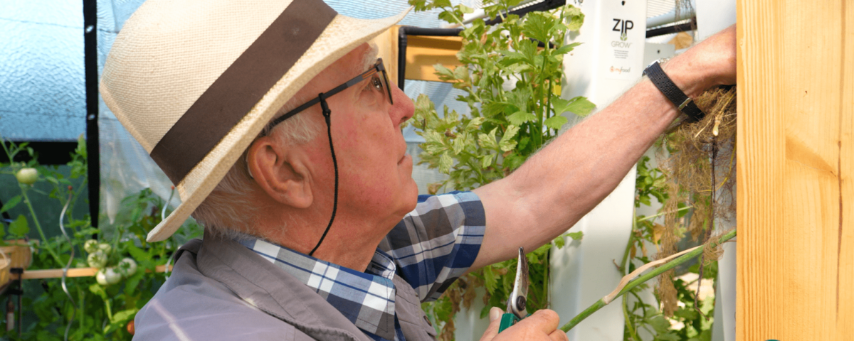 Senior entrain de récolter ses légumes