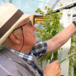 Senior entrain de récolter ses légumes