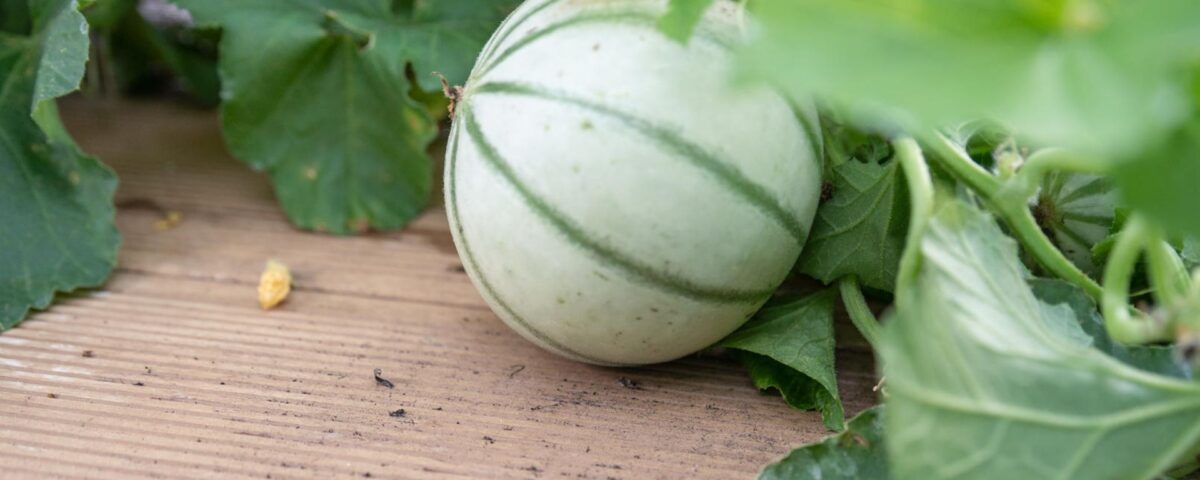 Melon growing in a Myfood greenhouse