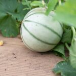 Melon poussant dans une serre Myfood