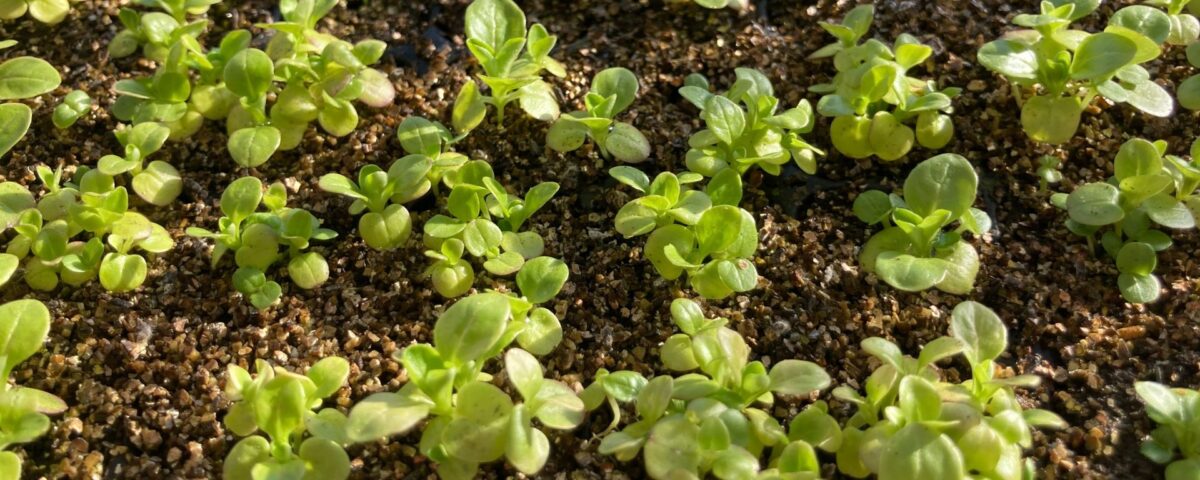 Germinating seeds in a seedling incubator