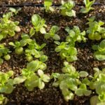 Germinating seeds in a seedling incubator