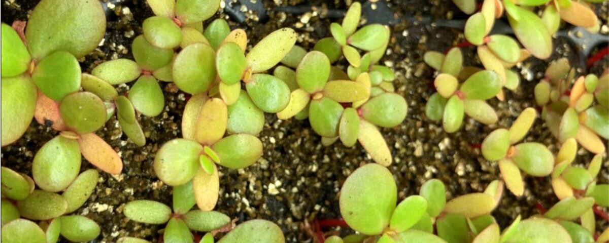 semis en train de germer