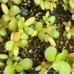 semis en train de germer