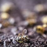 Abeilles pesticides